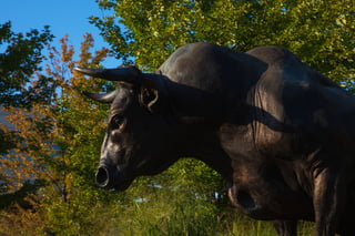 The evening sun sets on the statue of Durango on the campus of the University of Nebraska at Omaha on Wednesday, August 5, 2020, in Omaha, Nebraska.