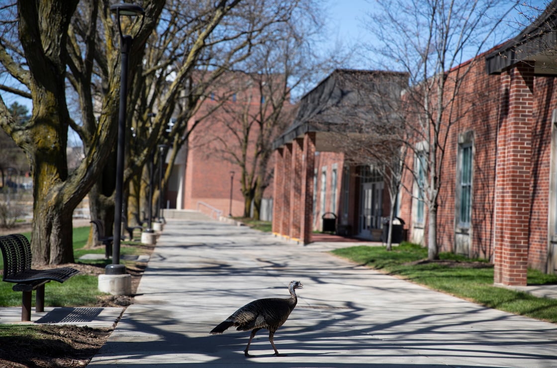 A wild turkey walks along a tree-lined campus sidewalk beside red brick buildings on a sunny day.