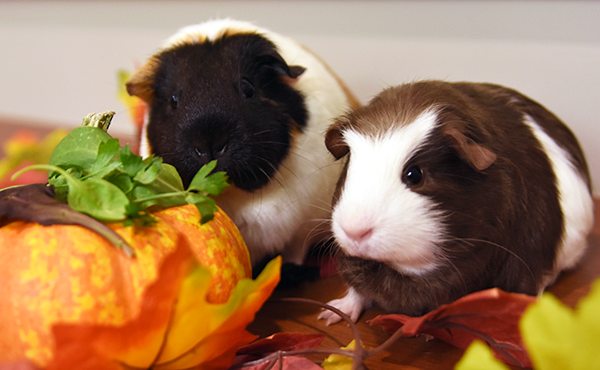 Guinea Pigs by pumpkin