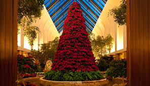 Lauritzen Poinsettia Tree