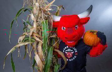 UNO's mascot, Durango, holding a pumpkin on their shoulder and standing next to a corn stalk
