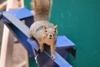 UNO UCB squirrel study