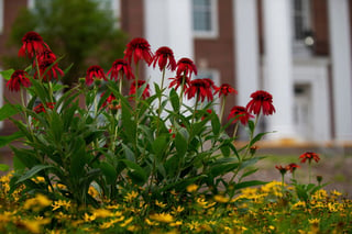 Photos of red flowers in front of Arts and Sciences Hall