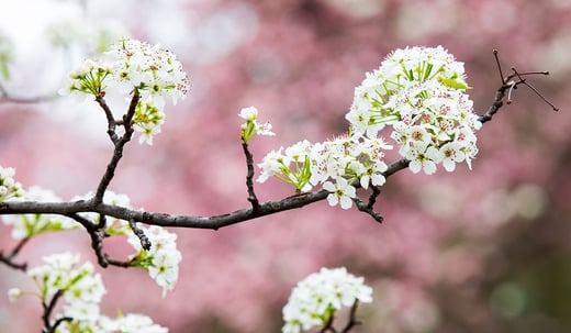UComm --No Surprises -- Campus -- Magnolia Tree -- Spring2021